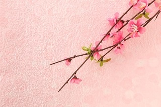 喪中はがきでよく見る花の名前と意味とは 椿 完全な愛 菊 洗浄 蓮 神聖 マイナビウーマン