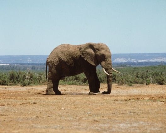 もしもゾウに踏まれても 1平方cm当たりにかかる重さは1 4kgと 意外に少ない マイナビウーマン