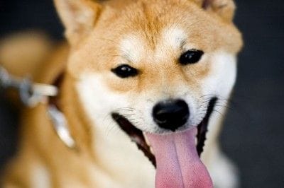 日本の犬の名前はこれが多い オス1位 レオ メス1位 ココ マイナビウーマン