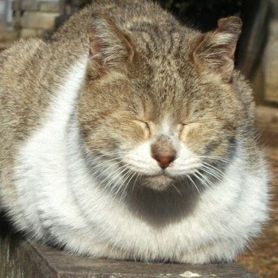 床にお腹をつけて 香箱座り している猫の気持ちは 心からリラックスしている マイナビウーマン