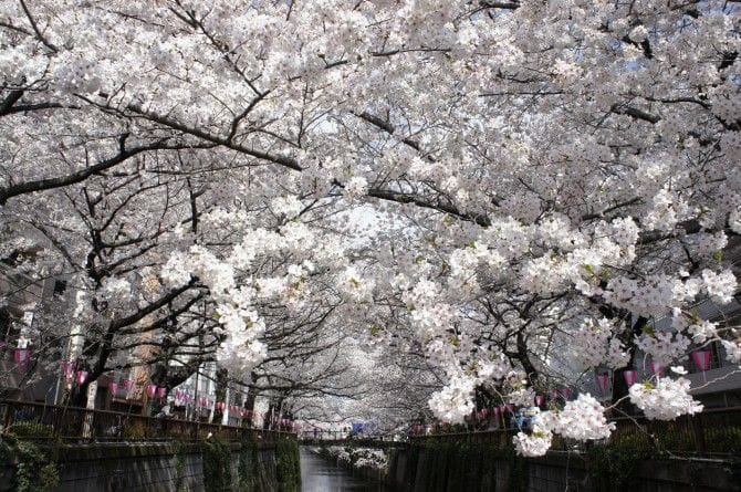 桜のトンネルを思わせる目黒川
