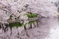 不忍池に映る桜で一面ピンク色に染まる
