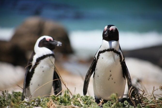 仲睦まじいカップルのペンギンが多数。人間を怖がるようすもなく間近で観察できます♪