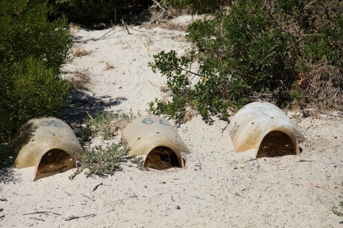 絶滅危惧種の繁殖環境を守るため、砂浜には人工の巣箱を設置。真ん中の巣箱にはお昼寝中のペンギンも