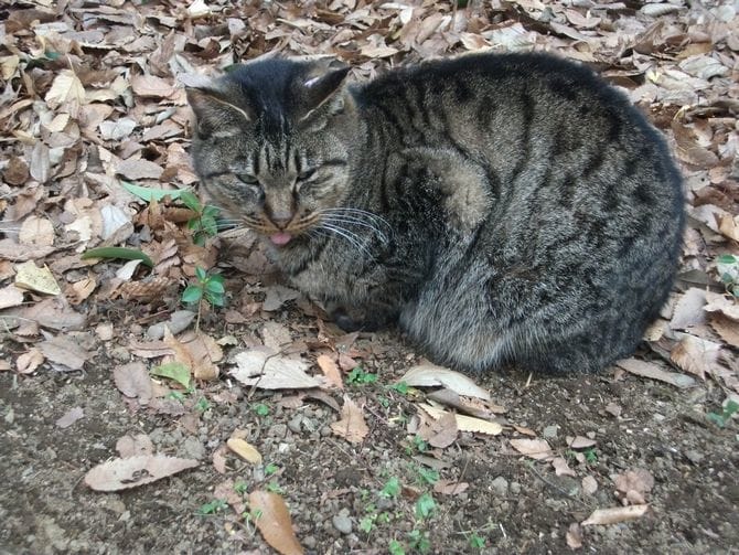 猫は執念深いってホント 答えを探るカギは 猫の優れた 記憶力 にあった マイナビウーマン