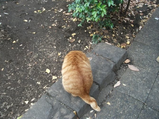 京都は長め 猫のしっぽの長さは地域によって ちがうの マイナビウーマン