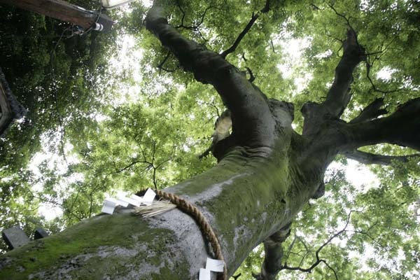 樹齢約850年の御神木の榎