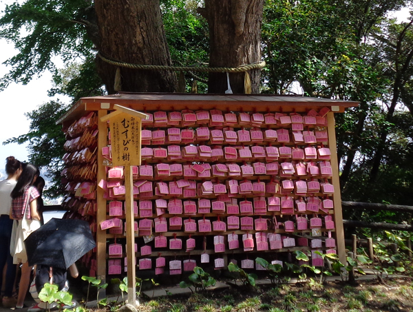 江島神社の「むすびの樹」