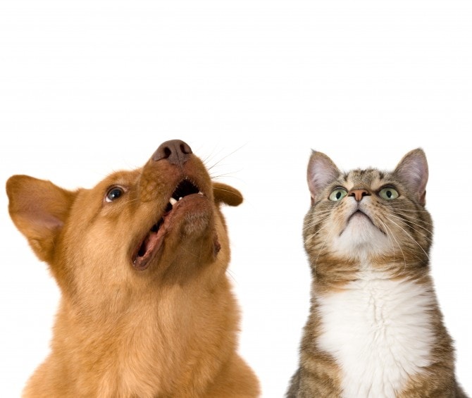 人気1位は犬と猫一緒 16年愛犬 愛猫の名前ランキング発表 マイナビウーマン
