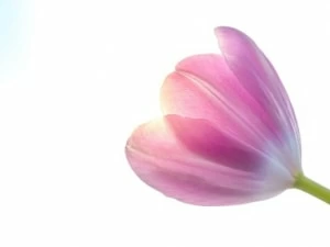 華がある人 の特徴とは 華がある女性ってどんな人 マイナビウーマン