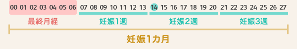 妊娠カレンダー(1カ月)