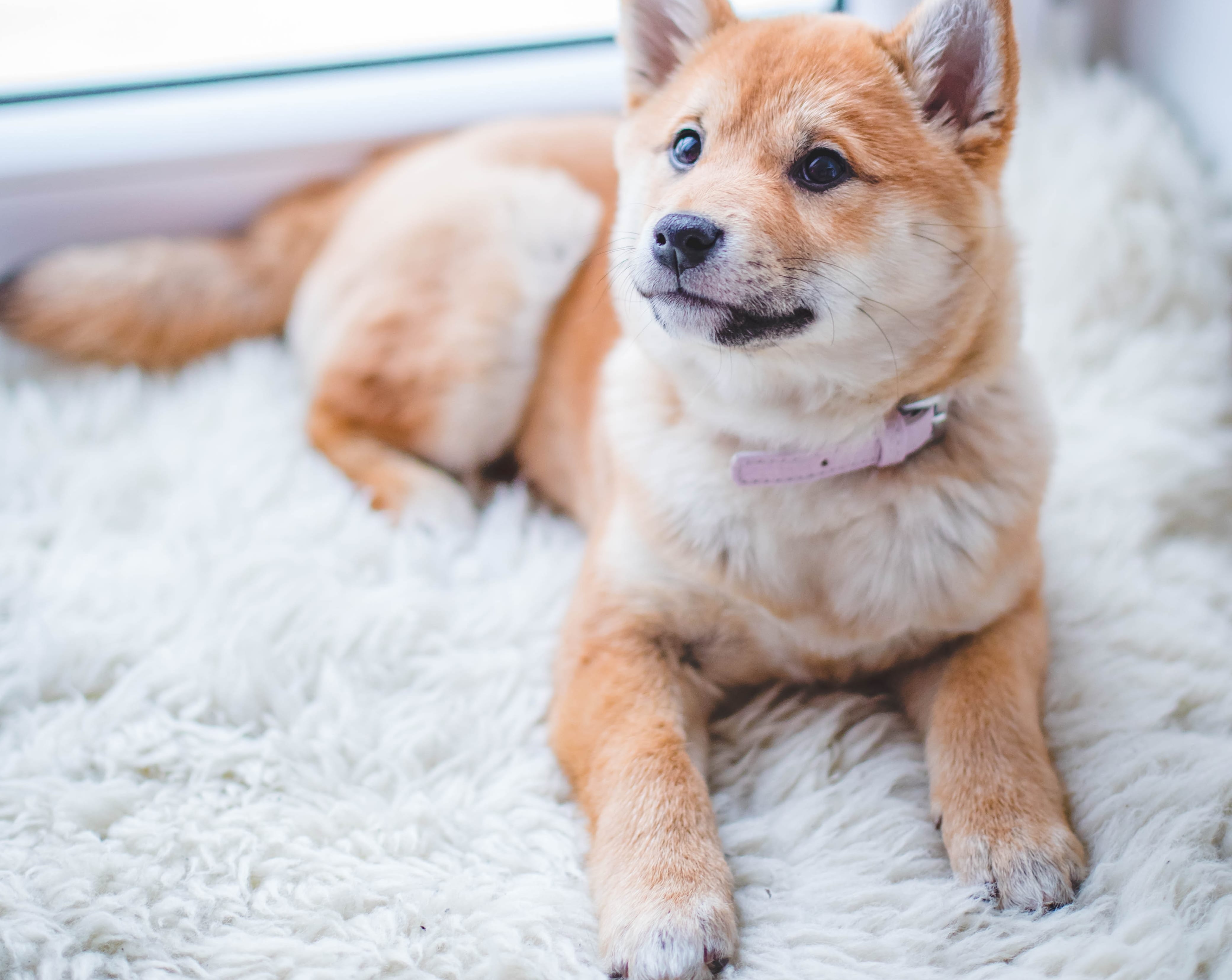 犬の夢占いの意味は 白い犬は恋愛の暗示 助ける たくさん 飼う 婚活