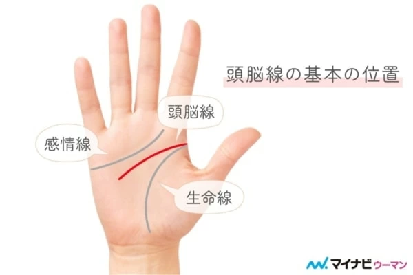 頭脳線とは？