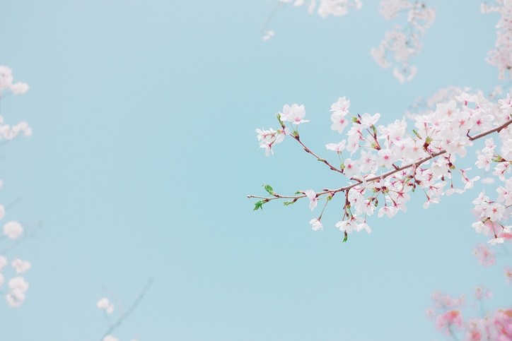 夢占い 桜の夢の意味とは 桜吹雪 満開など状況別に解説 マイナビウーマン
