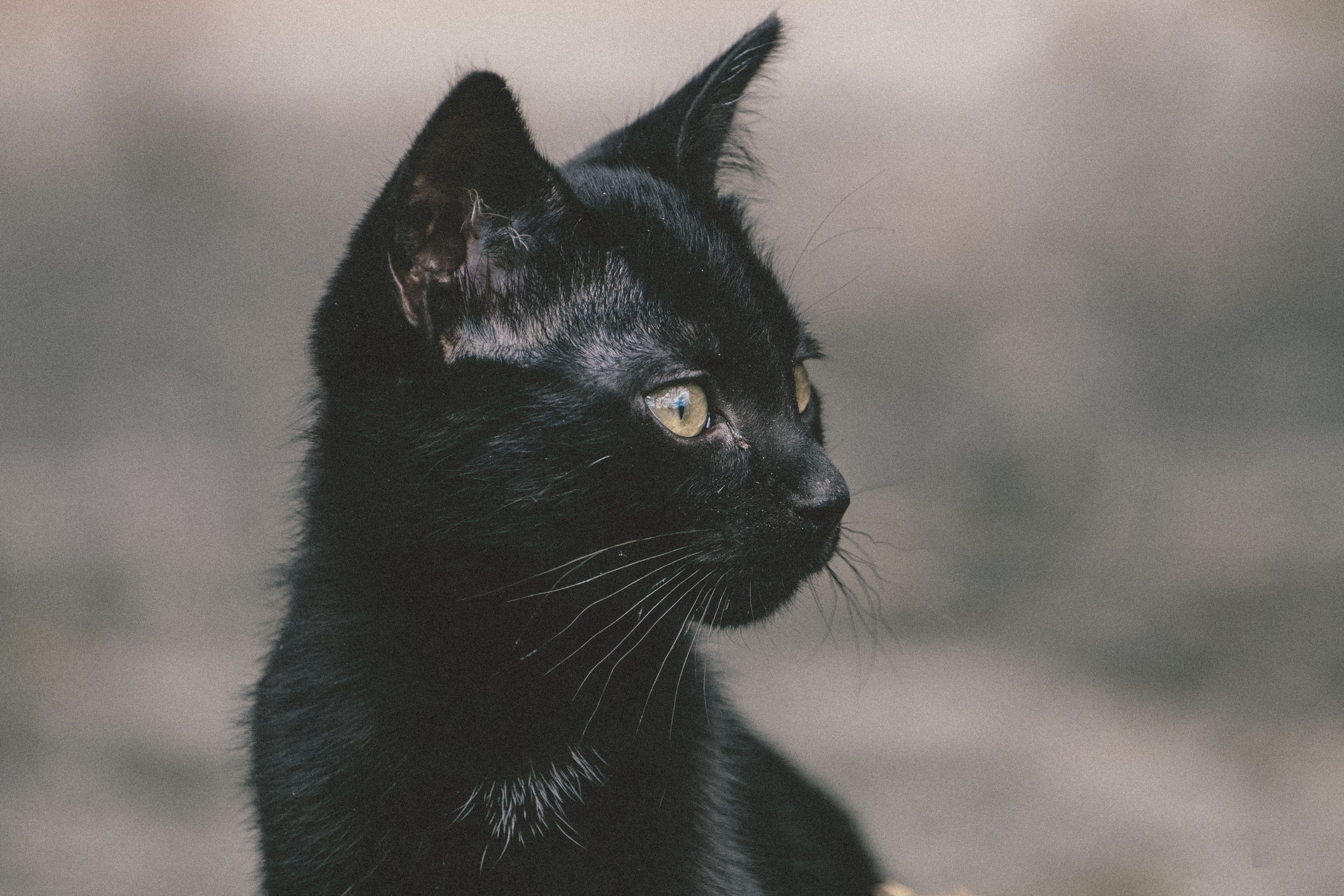 夢占い 黒猫が夢に出てくる意味15選 マイナビウーマン