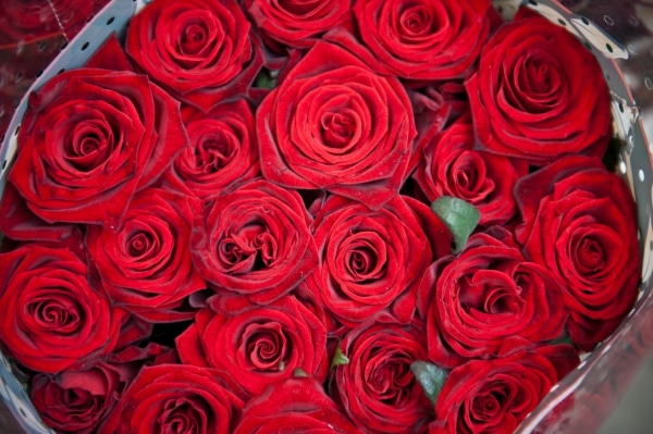 意味 薔薇 本数 ピンクのバラの花言葉は？色や本数で意味が変わるバラをプレゼントに♡