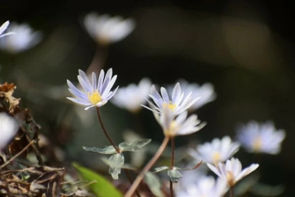 花言葉 幸せ や 祝福 の意味を持つ花21選 マイナビウーマン