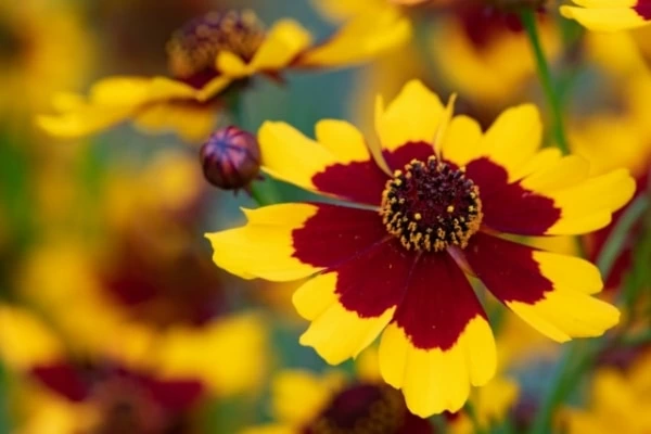 恋愛にまつわる花言葉 恋 好き を意味する花23選 マイナビウーマン