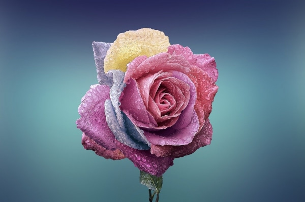 色や本数で意味が変わる 薔薇の花言葉 マイナビウーマン