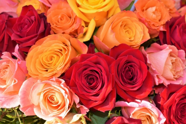 色や本数で意味が変わる 薔薇の花言葉 マイナビウーマン