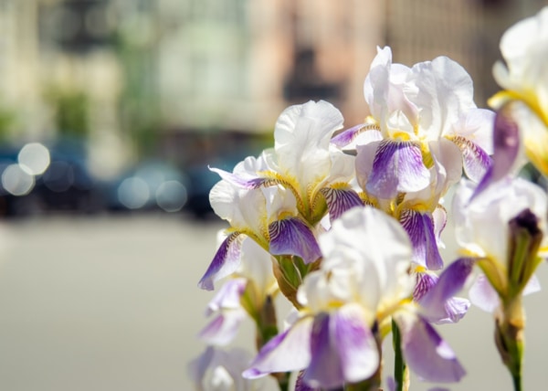 花言葉 別れ にまつわる意味を持つ花選 マイナビウーマン