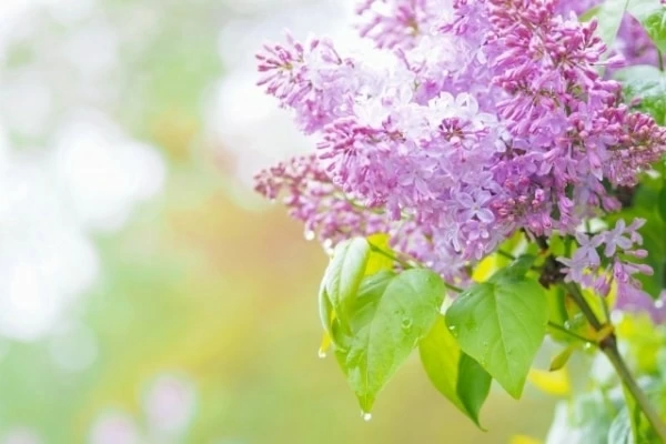 花言葉 友情 にまつわる意味を持つ花14選 マイナビウーマン