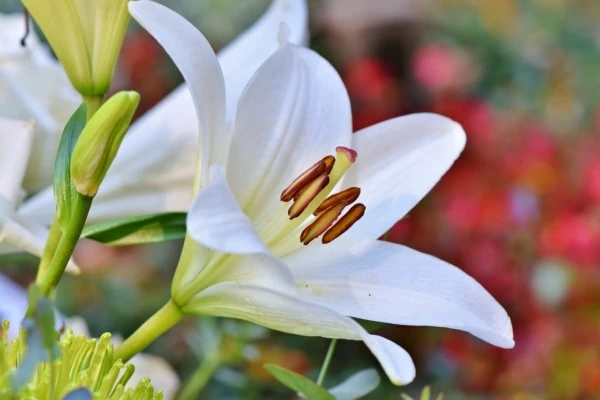 本当は怖い花言葉21選 季節別に花言葉を紹介 4ページ目 マイナビウーマン