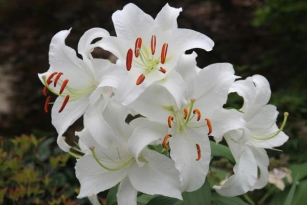 ユリ 百合 の花言葉は 特徴や色 種類別の花言葉を紹介 マイナビウーマン