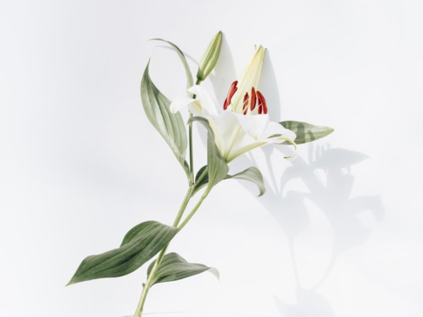 ユリ 百合 の花言葉は 特徴や色 種類別の花言葉を紹介 2ページ目 マイナビウーマン