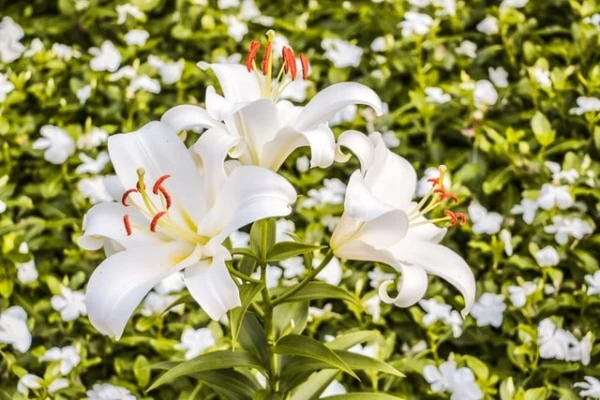 ユリ 百合 の花言葉は 特徴や色 種類別の花言葉を紹介 マイナビウーマン