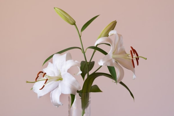 ユリ 百合 の花言葉は 特徴や色 種類別の花言葉を紹介 マイナビウーマン