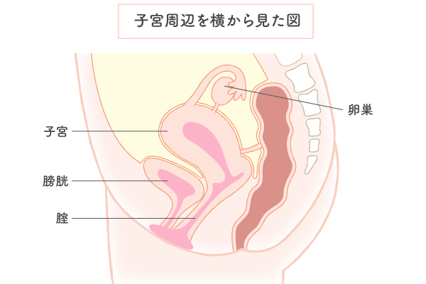 セックスが原因で 膀胱炎 になるって本当 その理由と予防法 1ページ目 マイナビウーマン