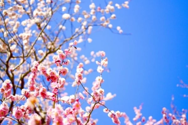 色によって意味が変わる 梅の花言葉 マイナビウーマン