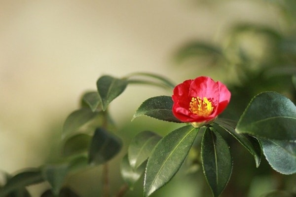 椿 つばき の花言葉は 色別 品種別の意味を紹介 マイナビウーマン