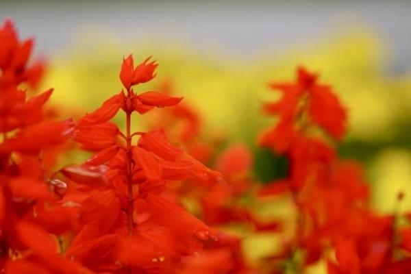 色によって意味が変わる サルビアの花言葉 マイナビウーマン