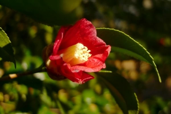 椿 つばき の花言葉は 色別 品種別の意味を紹介 1ページ目 マイナビウーマン