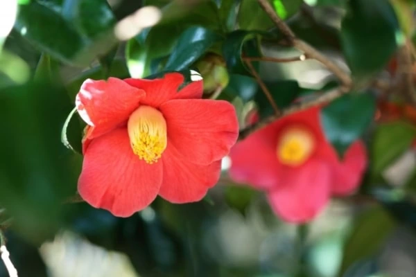 椿 つばき の花言葉は 色別 品種別の意味を紹介 マイナビウーマン