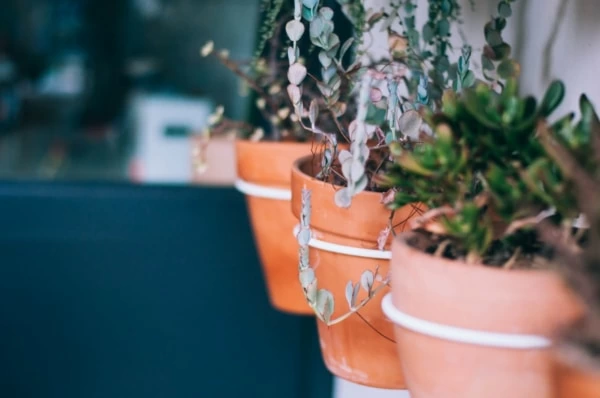 トイレに置くと 運気が上がるもの 5つ マイナビウーマン