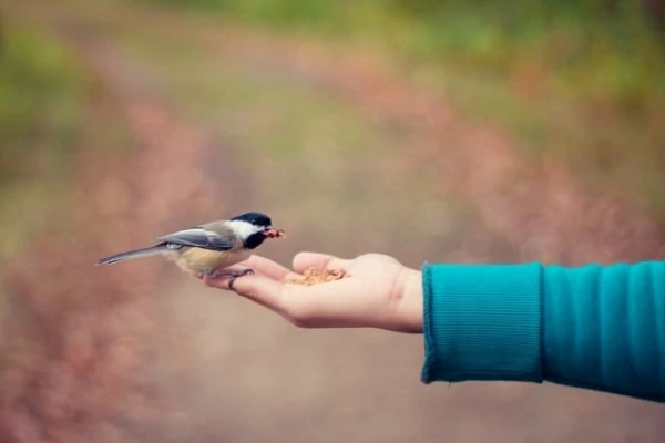 夢占い】鳥の夢の意味とは？ 色・種類・シーン別夢の暗示49選｜「マイ