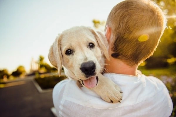 夢占い 犬に噛まれる夢の意味や心理は 人物 部位 犬の特徴別で解説 1ページ目 マイナビウーマン