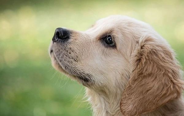 夢占い 犬に噛まれる夢の意味や心理は 人物 部位 犬の特徴別で解説 1ページ目 マイナビウーマン