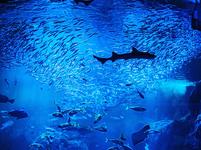 夢占い 水族館の夢の意味とは 状況や魚の種類別の暗示13選 マイナビウーマン