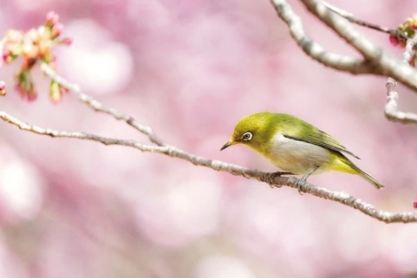 夢占い コレクション 帽子をかぶった小鳥