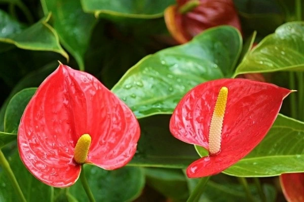 ヤンデレ系の花言葉は 悲しみや絶望の意味を持つ植物13選 マイナビウーマン