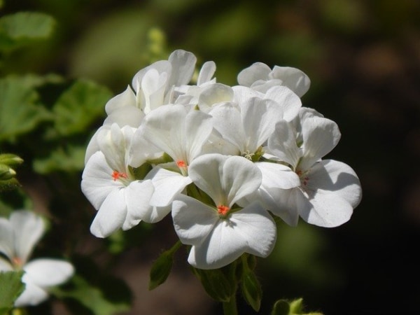 ヤンデレ系の花言葉は 悲しみや絶望の意味を持つ植物13選 マイナビウーマン