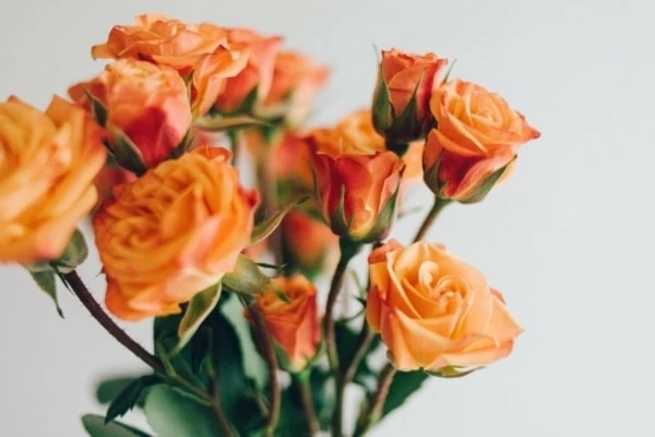告白におすすめの花の種類とは 愛にまつわる5つの花 花言葉あり マイナビウーマン