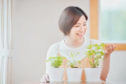 ハーブセラピストになるには 必要な資格や仕事内容を解説 マイナビウーマン
