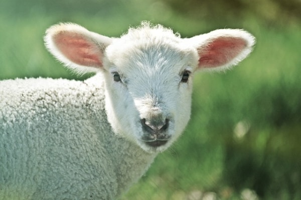 夢占い 羊の夢の意味は 羊の状態 シーン別暗示24選 マイナビウーマン