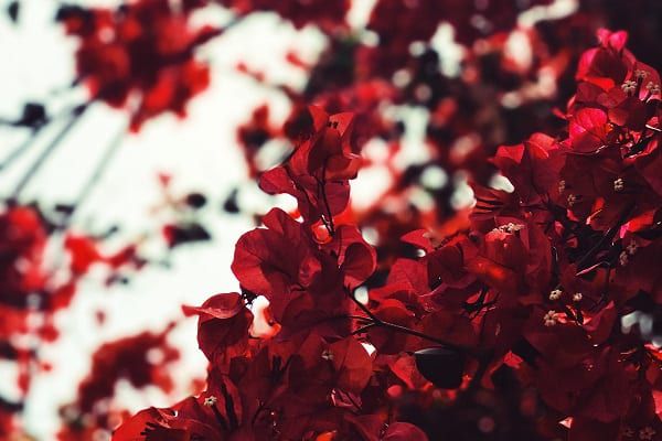 夢占い グロい夢の意味とは シーン別暗示13選 マイナビウーマン