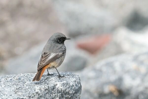 夢占い ストア ペット 鳥 死ぬ